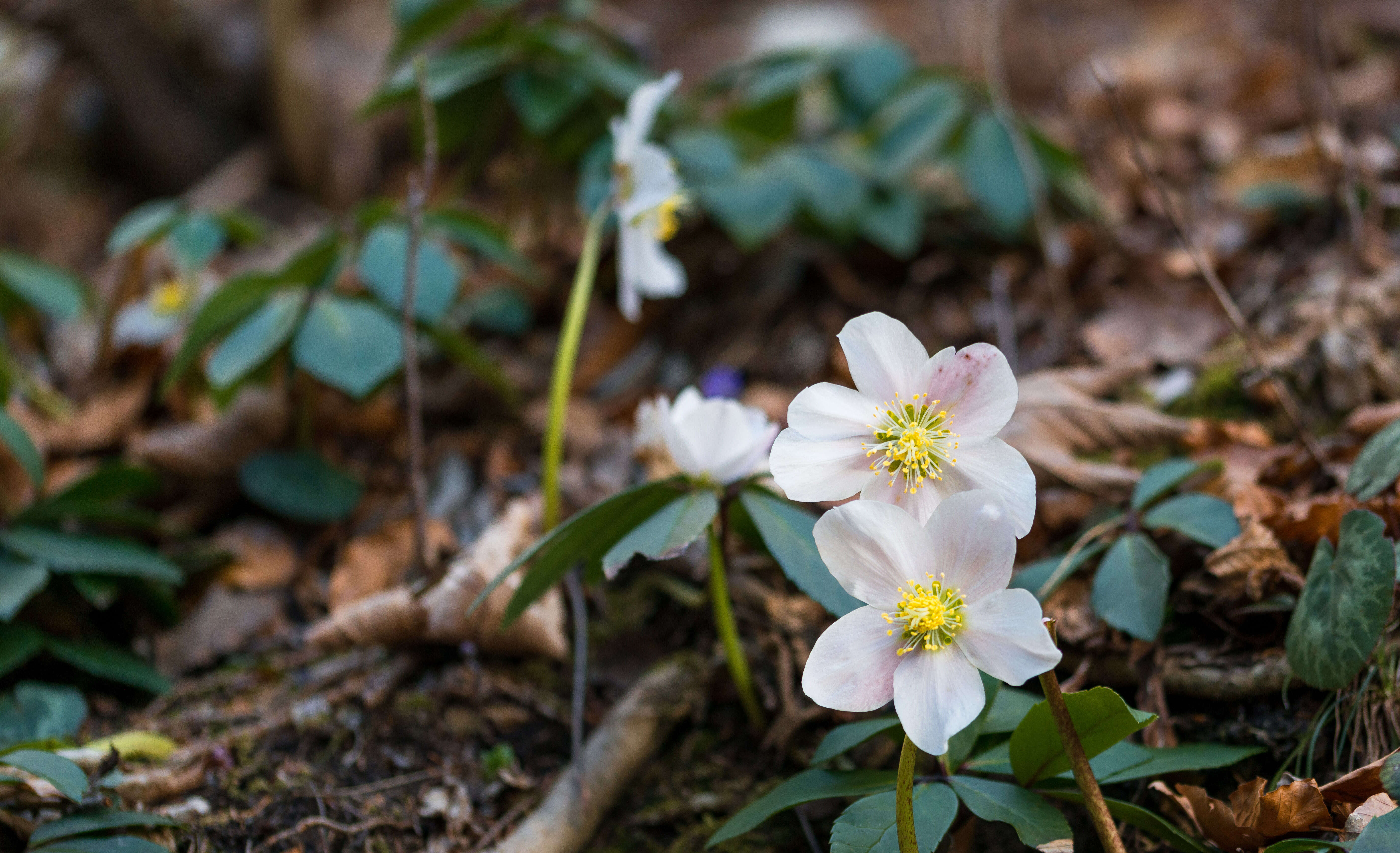 Image of black hellebore