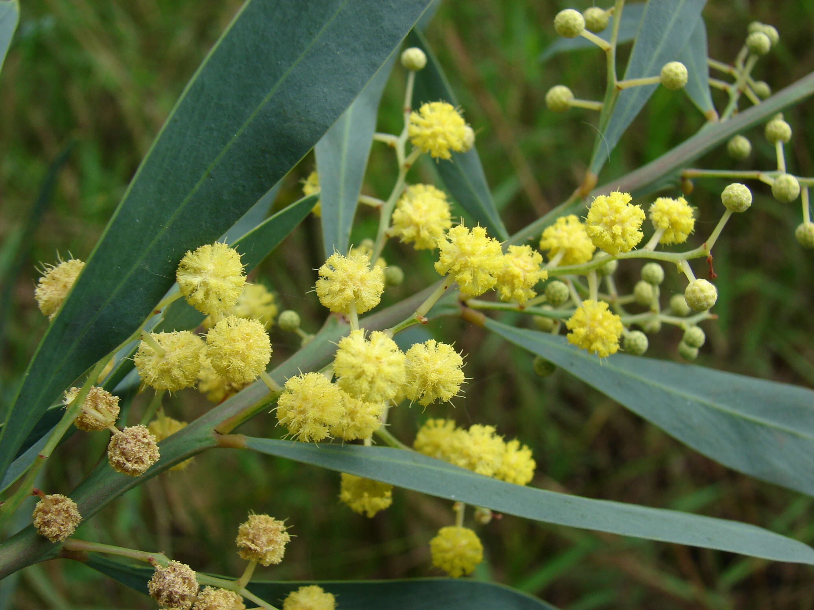 Image of water wattle