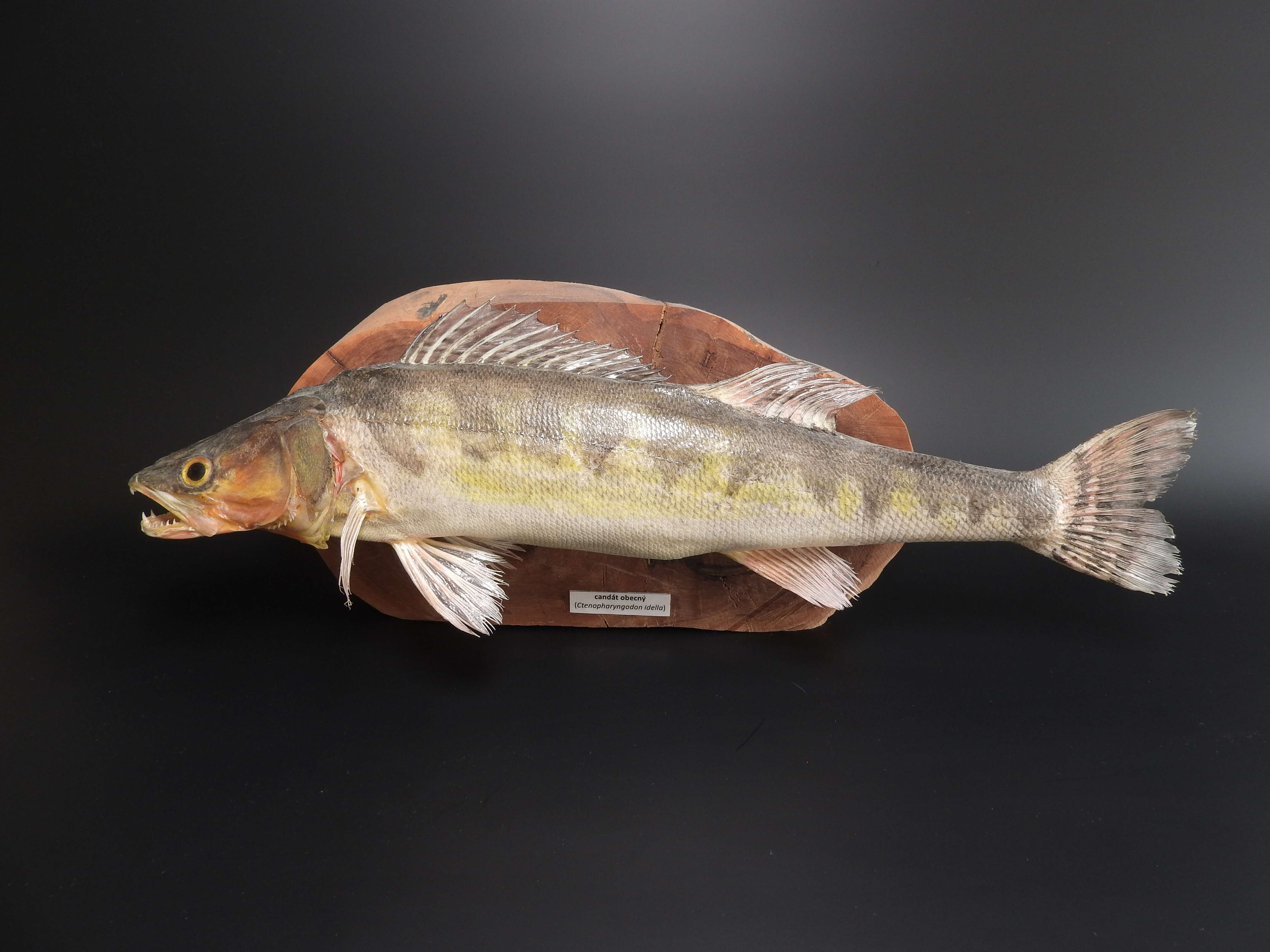 Image of pikeperch, zander