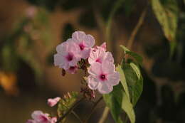 Слика од Ipomoea carnea Jacq.