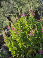 Image of Digitalis thapsi L.