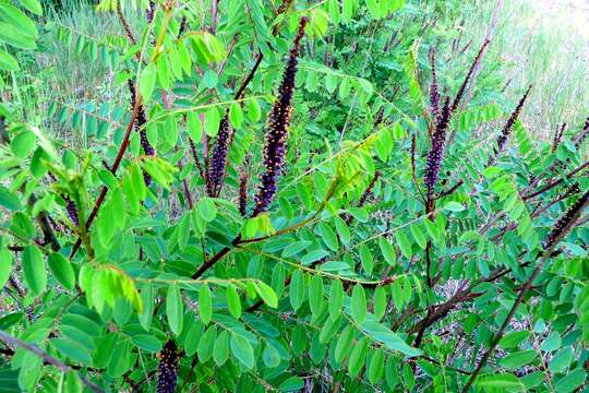 Image of desert false indigo