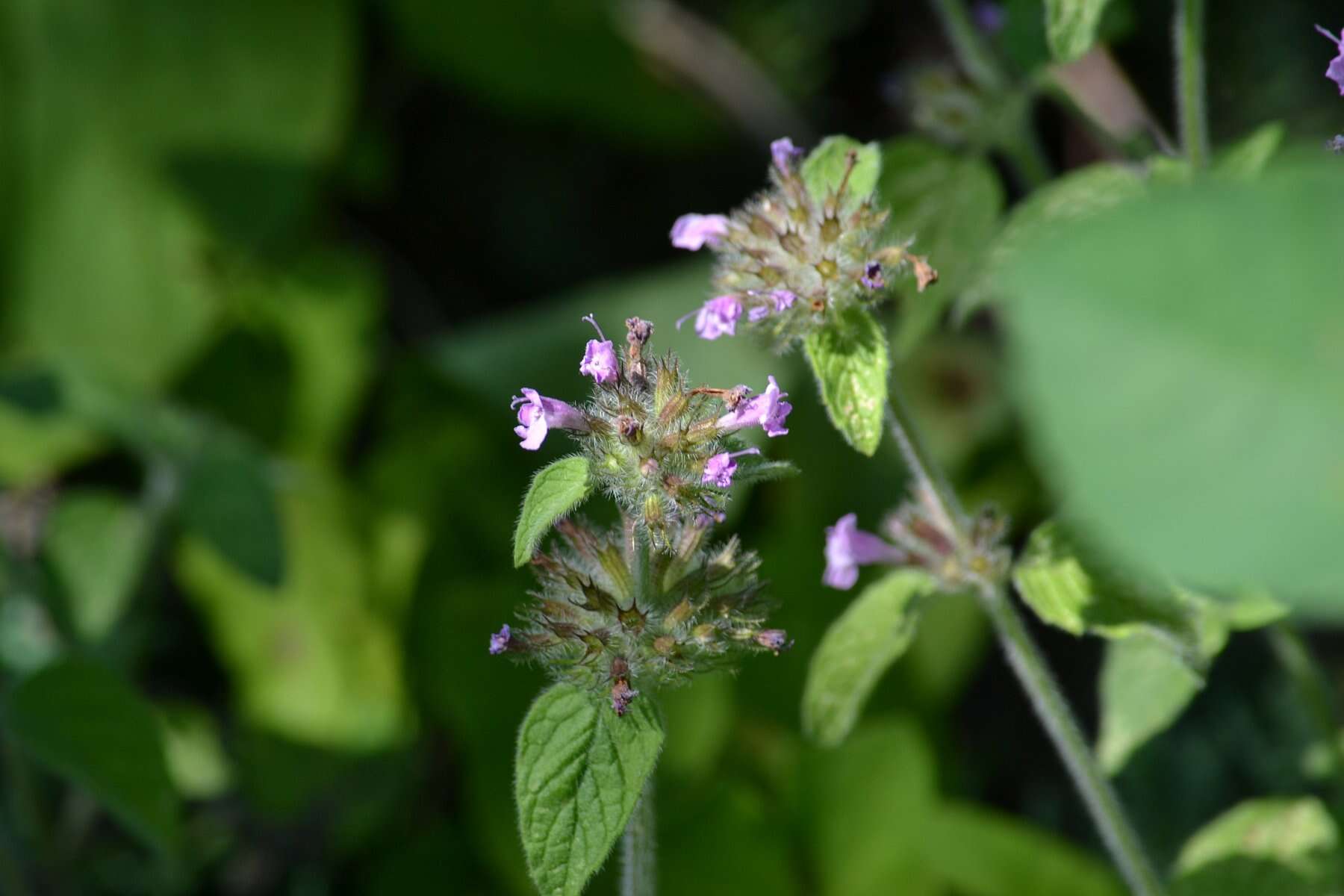 Image of wild basil