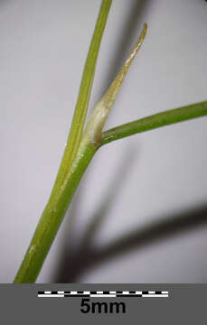 Image of pondweed