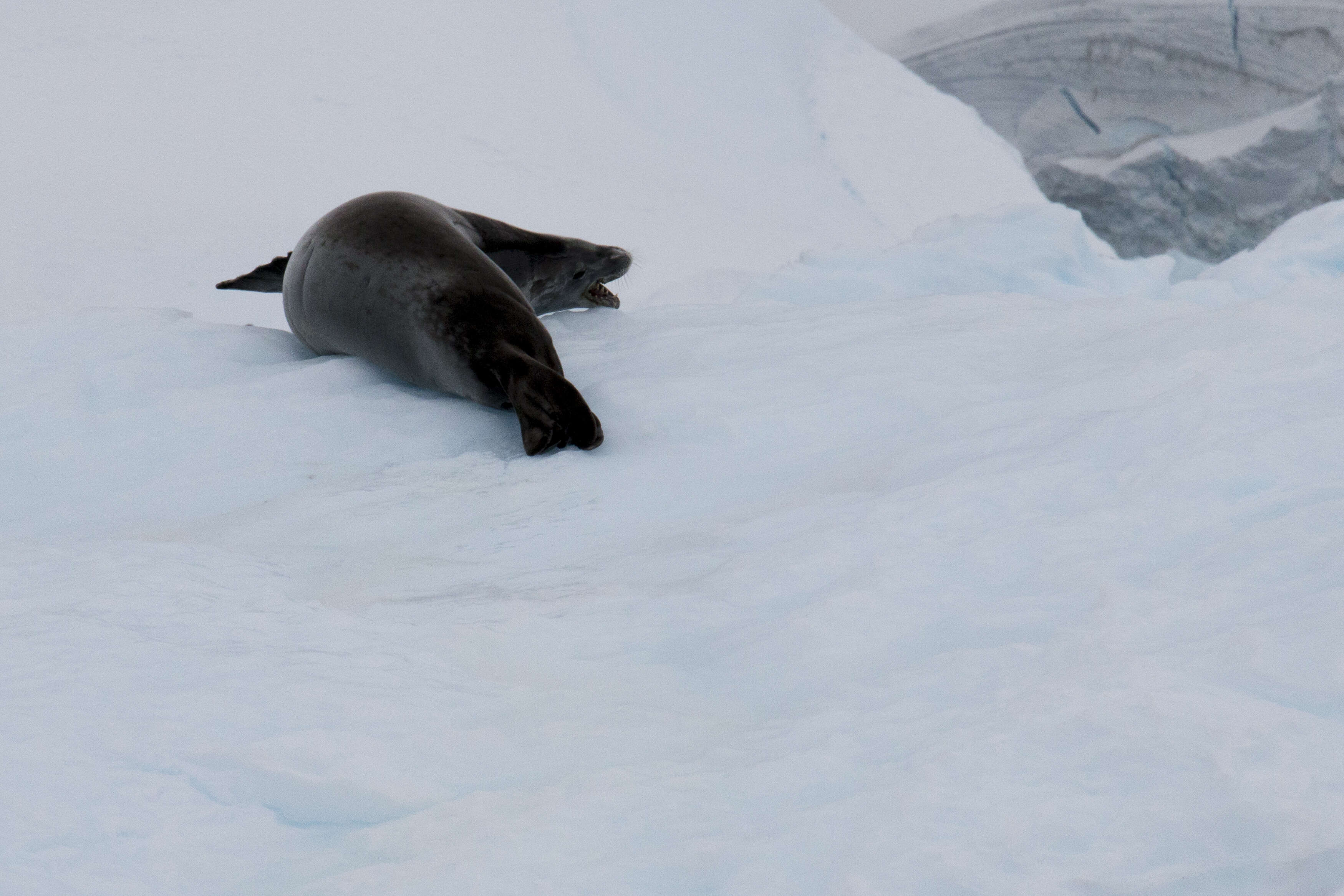 Image of leopard seal