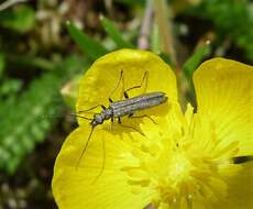 Image of Oedemera lurida