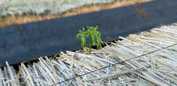 Imagem de Panax ginseng C. A. Mey.