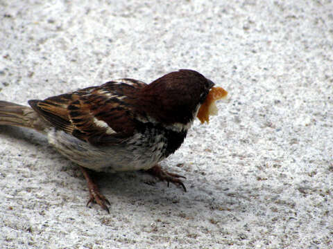 Image of Italian Sparrow