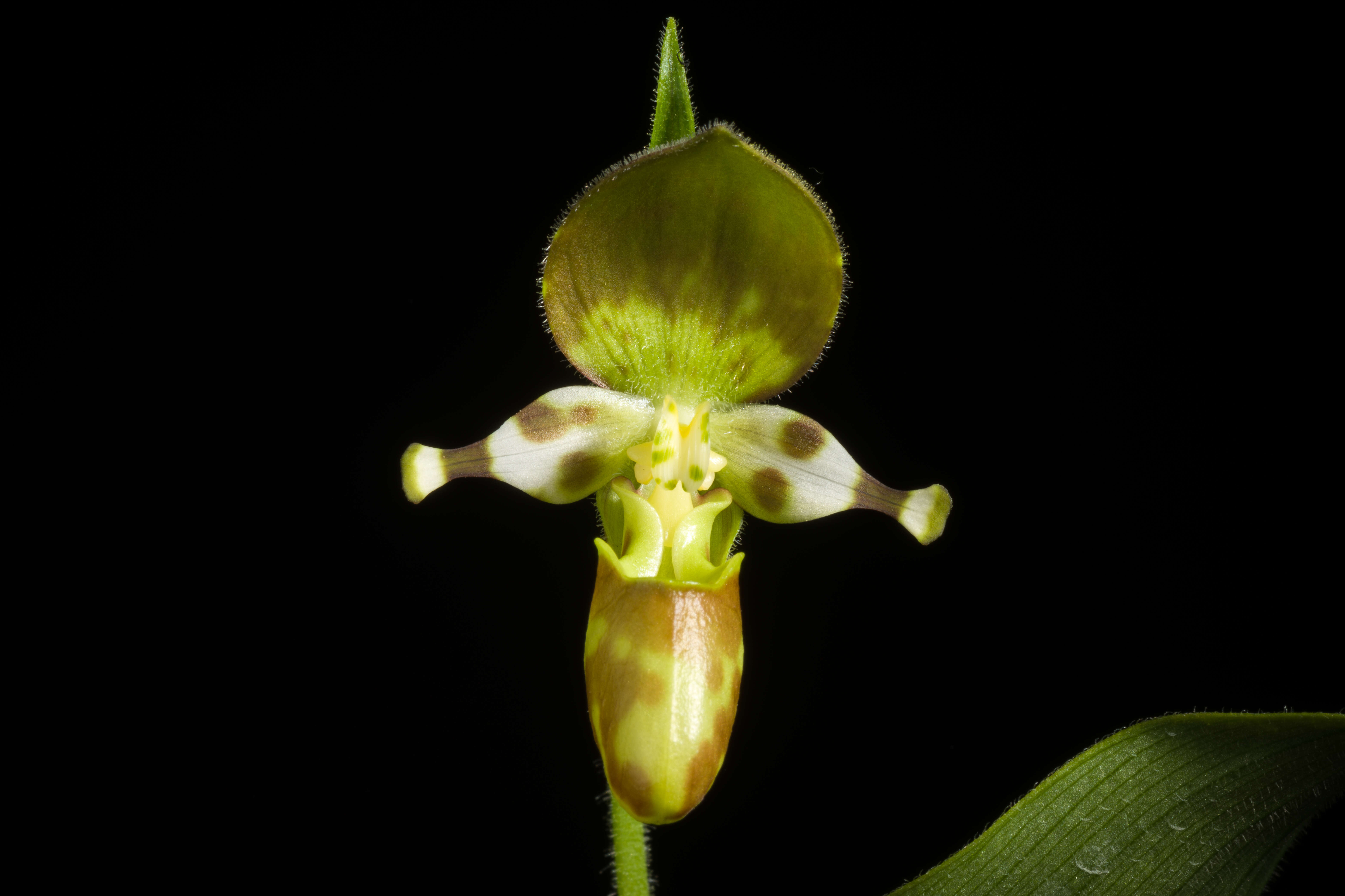 Image of Spotted lady slipper