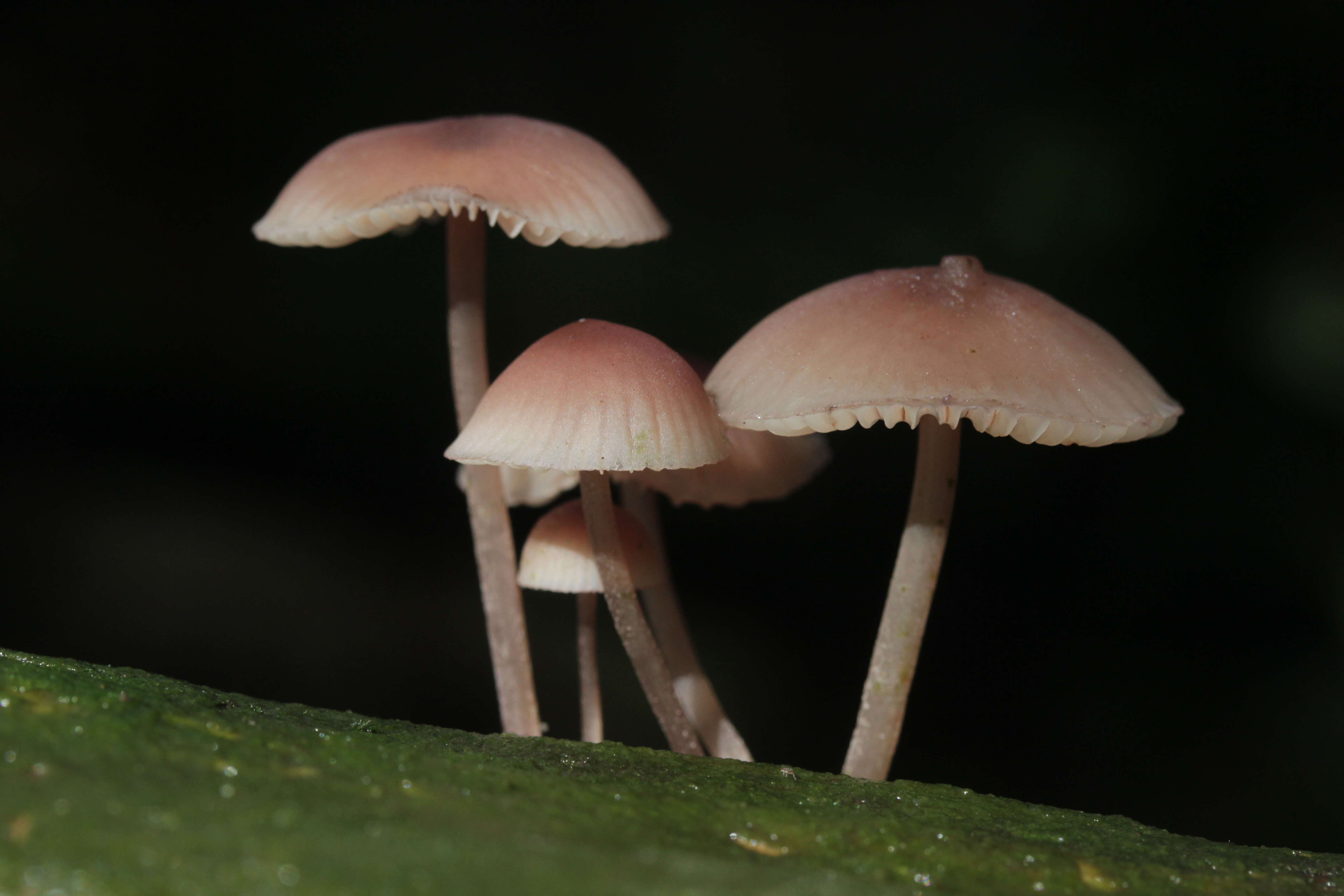 Image of Mycena haematopus (Pers.) P. Kumm. 1871