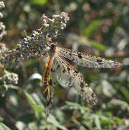 Image of Palpares libelluloides (Linnaeus 1764)