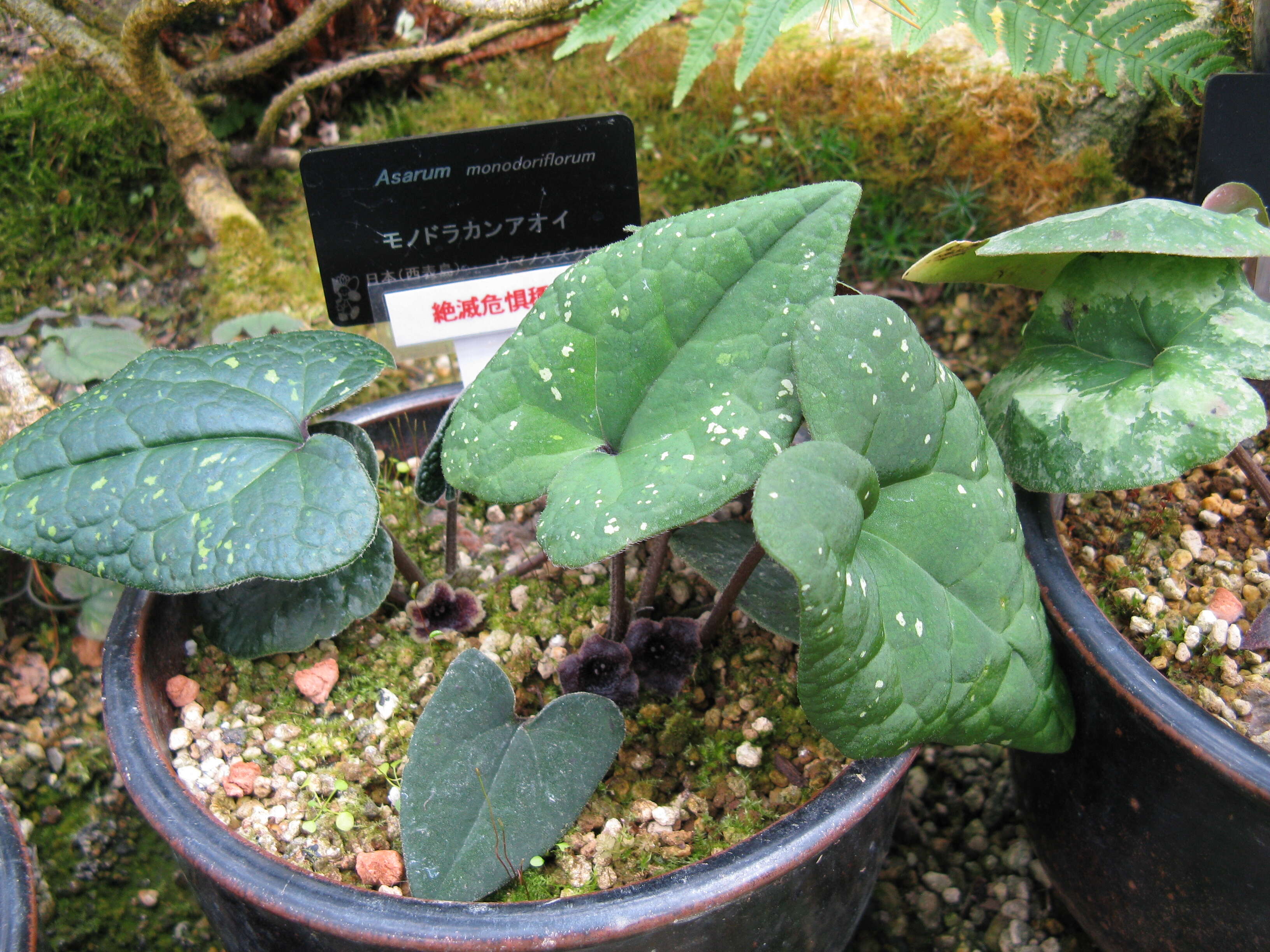Image of Asarum monodoriflorum S. Hatusima & E. Yamahata