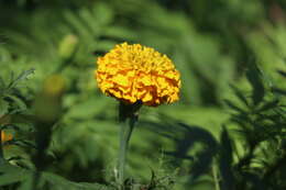 Tagetes erecta L. resmi