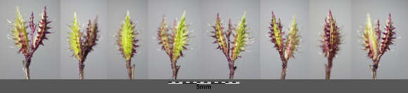 Image of stalked bur grass