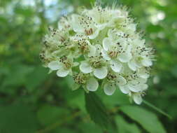 Physocarpus opulifolius (L.) Maxim. resmi