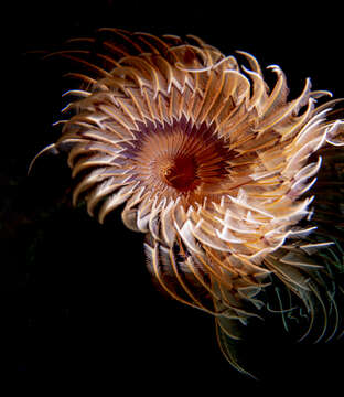 Image of double spiral worm