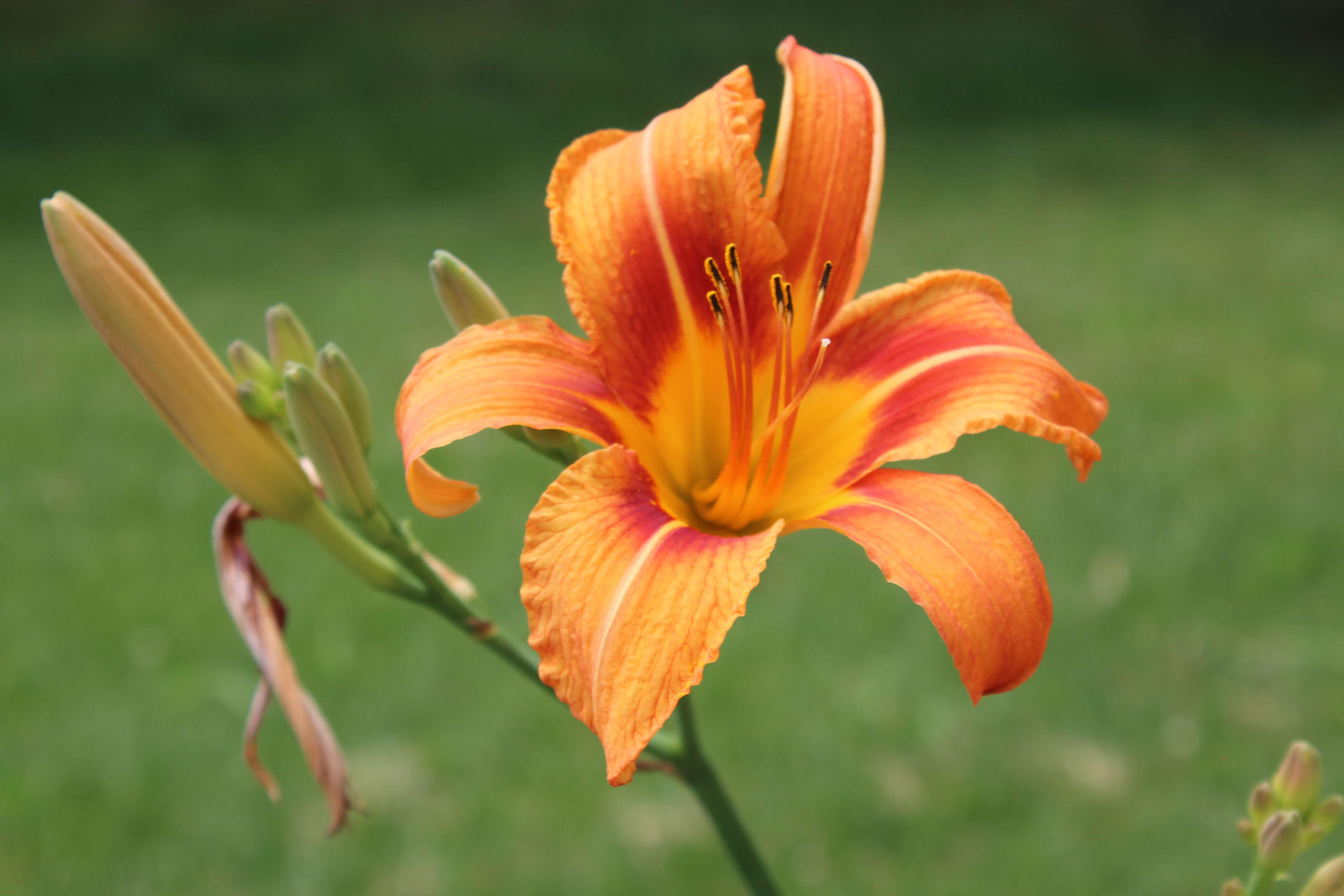 Image of orange daylily