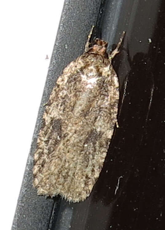 Imagem de Agonopterix pulvipennella Clemens 1864