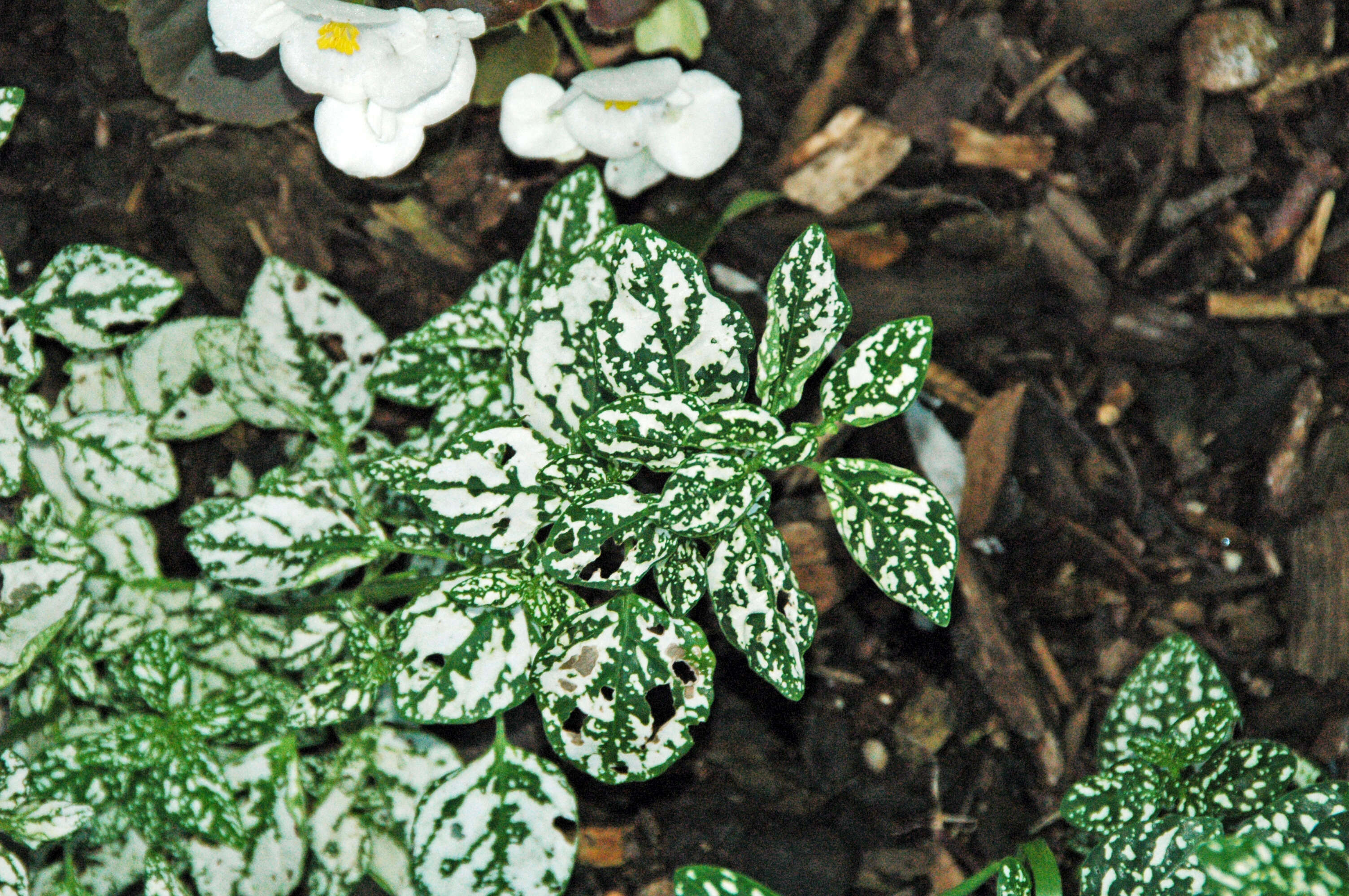 Hypoestes phyllostachya Baker resmi