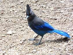 Image of Steller's Jay