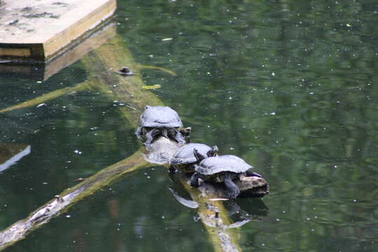 Image of slider turtle, red-eared terrapin, red-eared slider