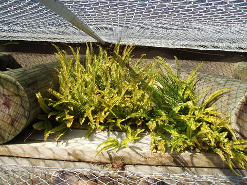 Image of narrow swordfern