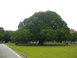 Image of Chinese banyan