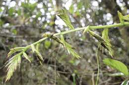 Image of Airplants