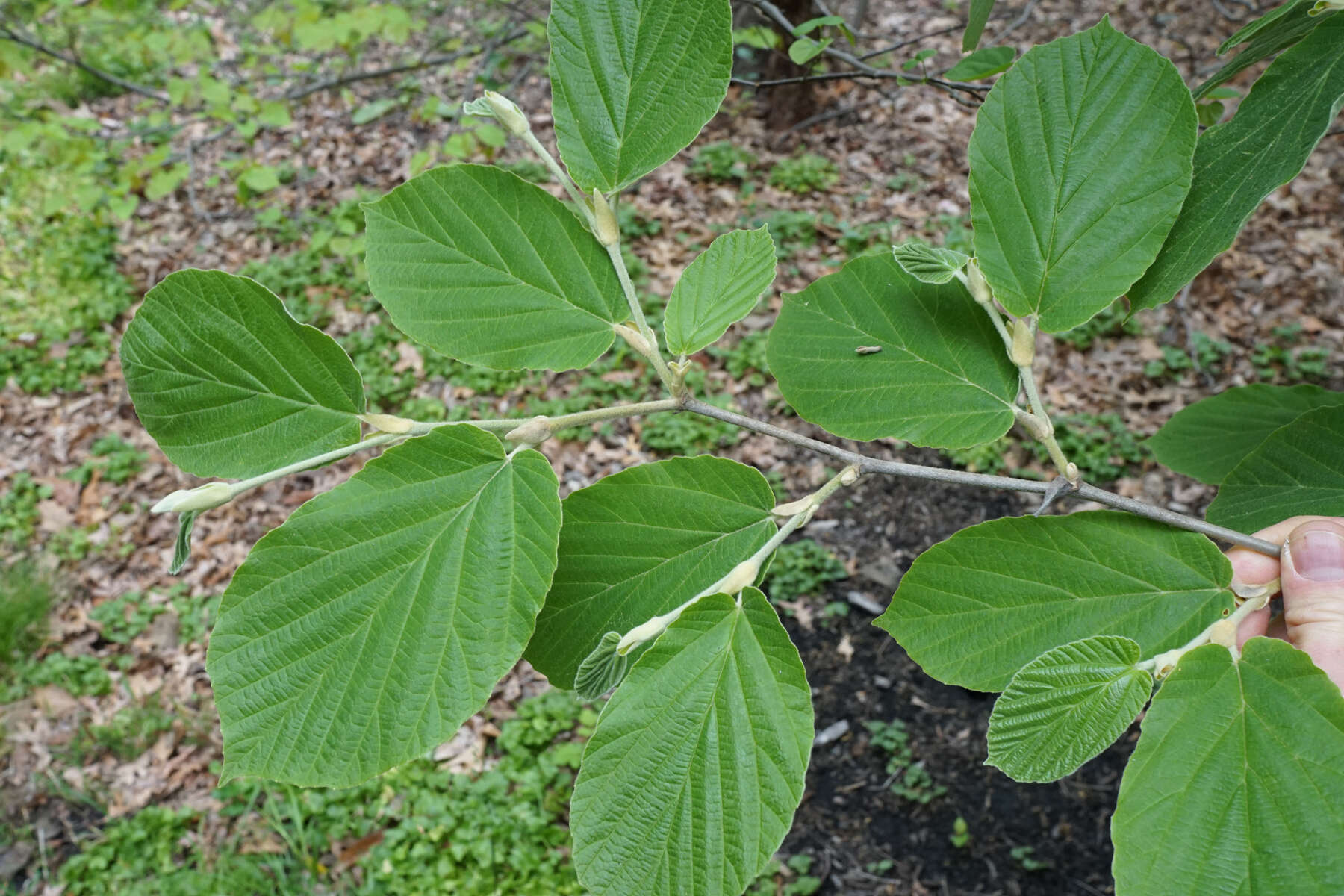 Hamamelis mollis Oliv. resmi