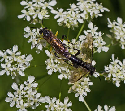 Imagem de <i>Macrophya montana</i>