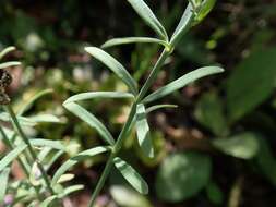 Plancia ëd Linaria purpurea (L.) Mill.