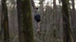 Image of Black Witches' Butter