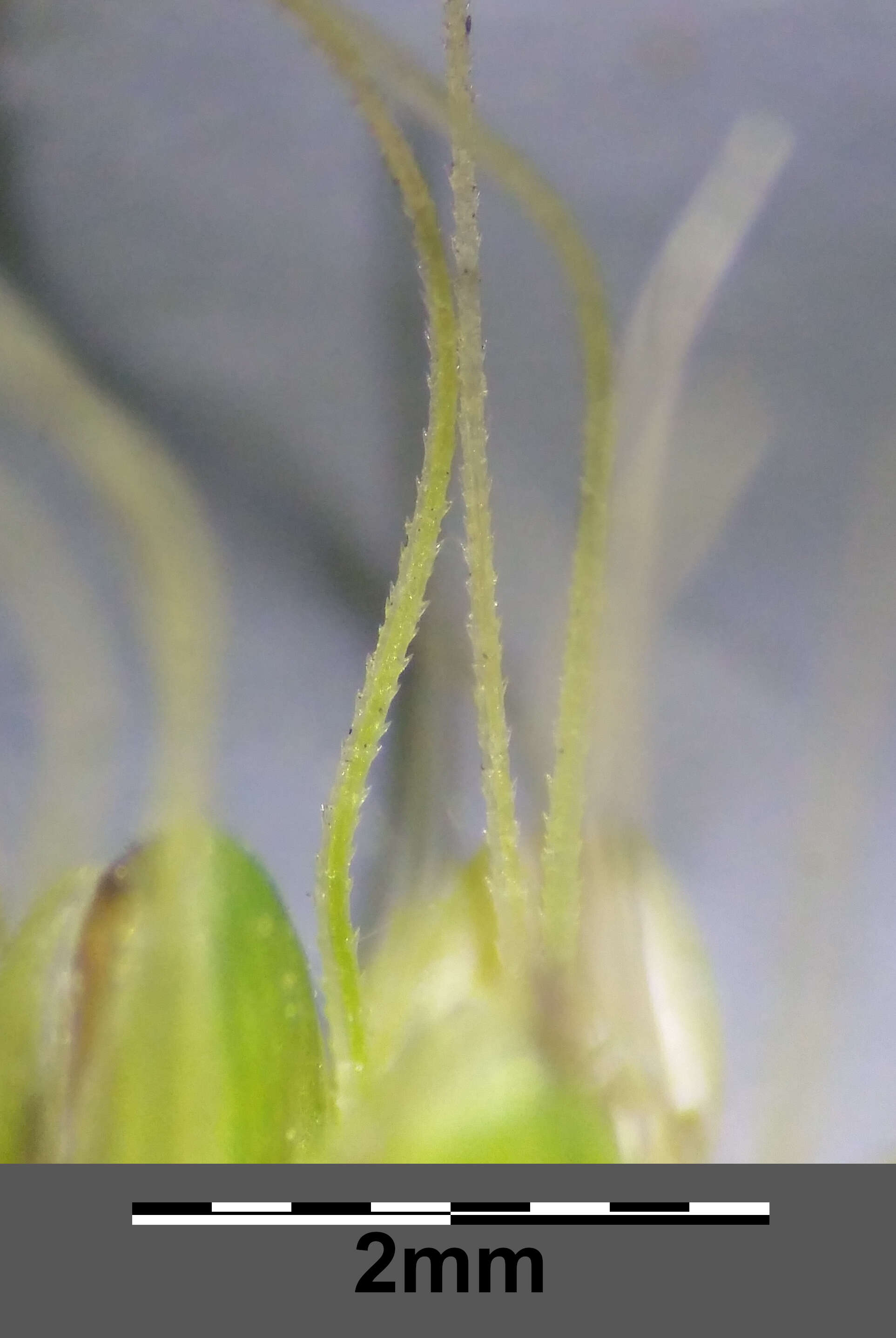 Image of Foxtail millet