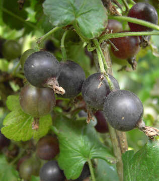 Image of Ribes × nidigrolaria