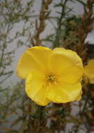 Image of redsepal evening primrose