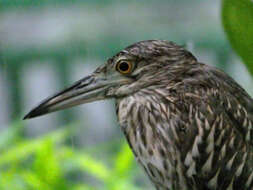 Image of Night Herons