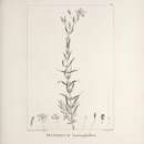 Image de Hypericum heterophyllum Vent.