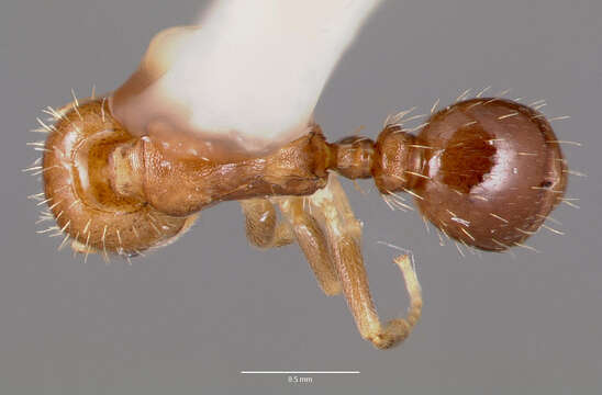 Imagem de Temnothorax americanus