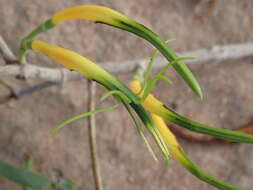 Image of Northern mistletoe