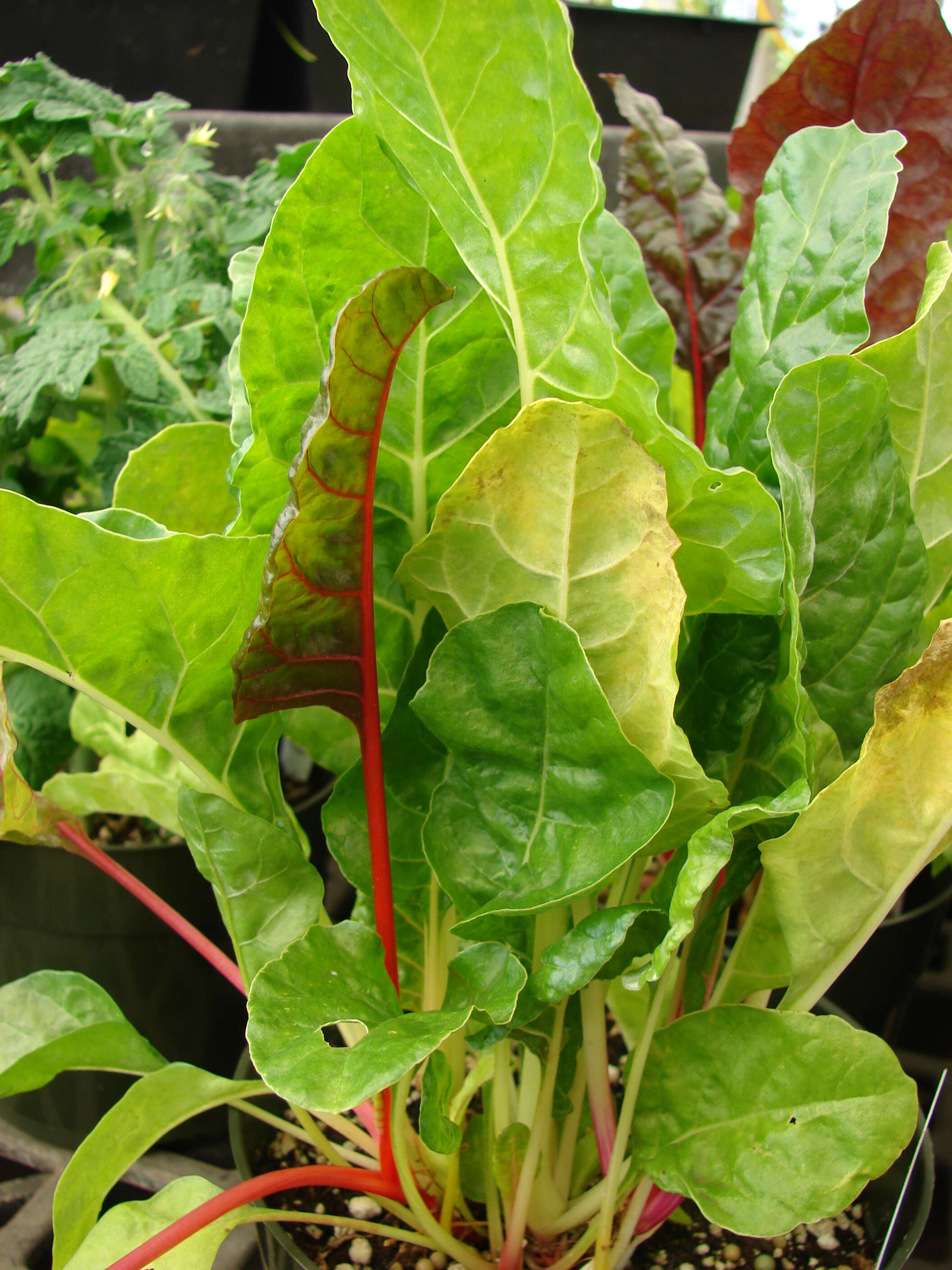 Image of Beta vulgaris subsp. vulgaris Cicla