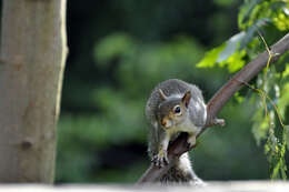 Image of Sciurus subgen. Sciurus Linnaeus 1758