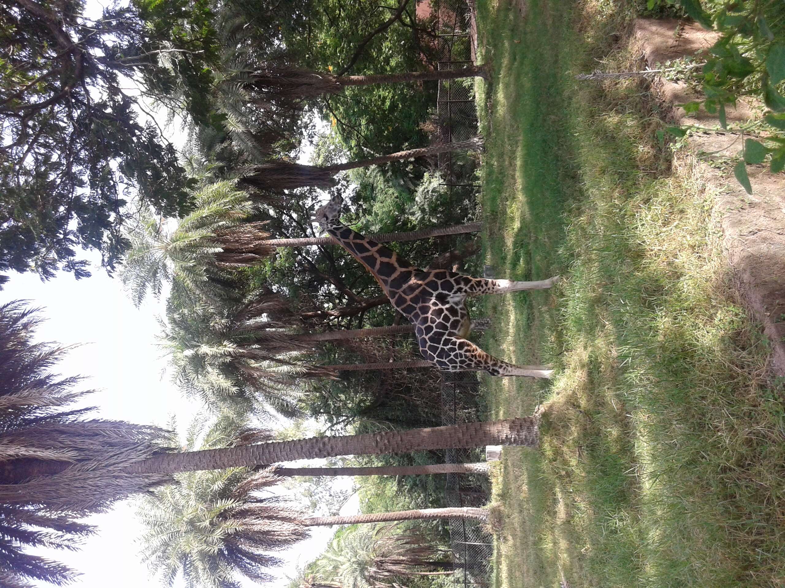 Image of Giraffes