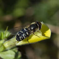 Image of Scaeva pyrastri (Linnaeus 1758)