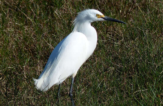 Image of Snowy Egret