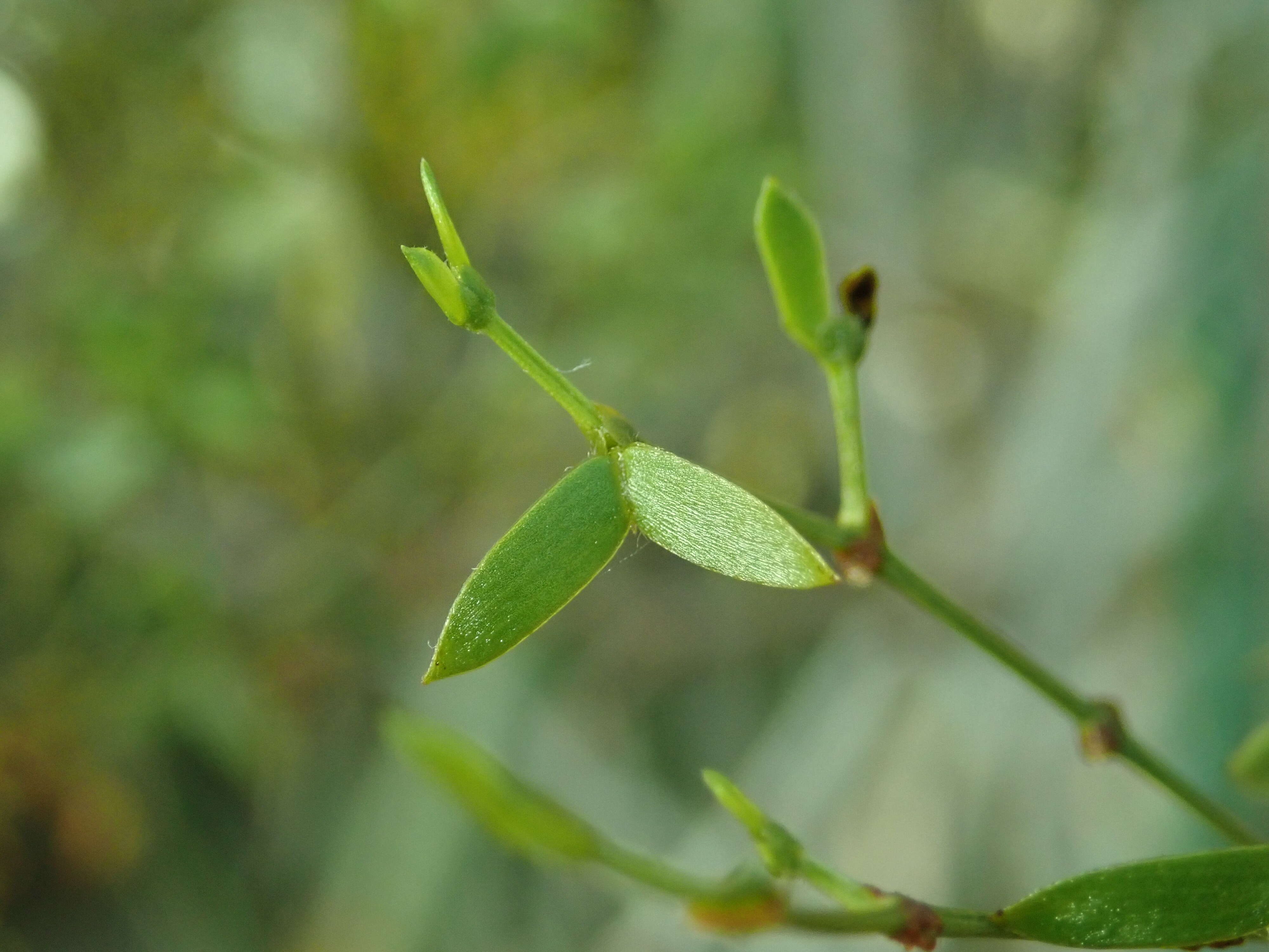 Image de Larrea divaricata Cav.