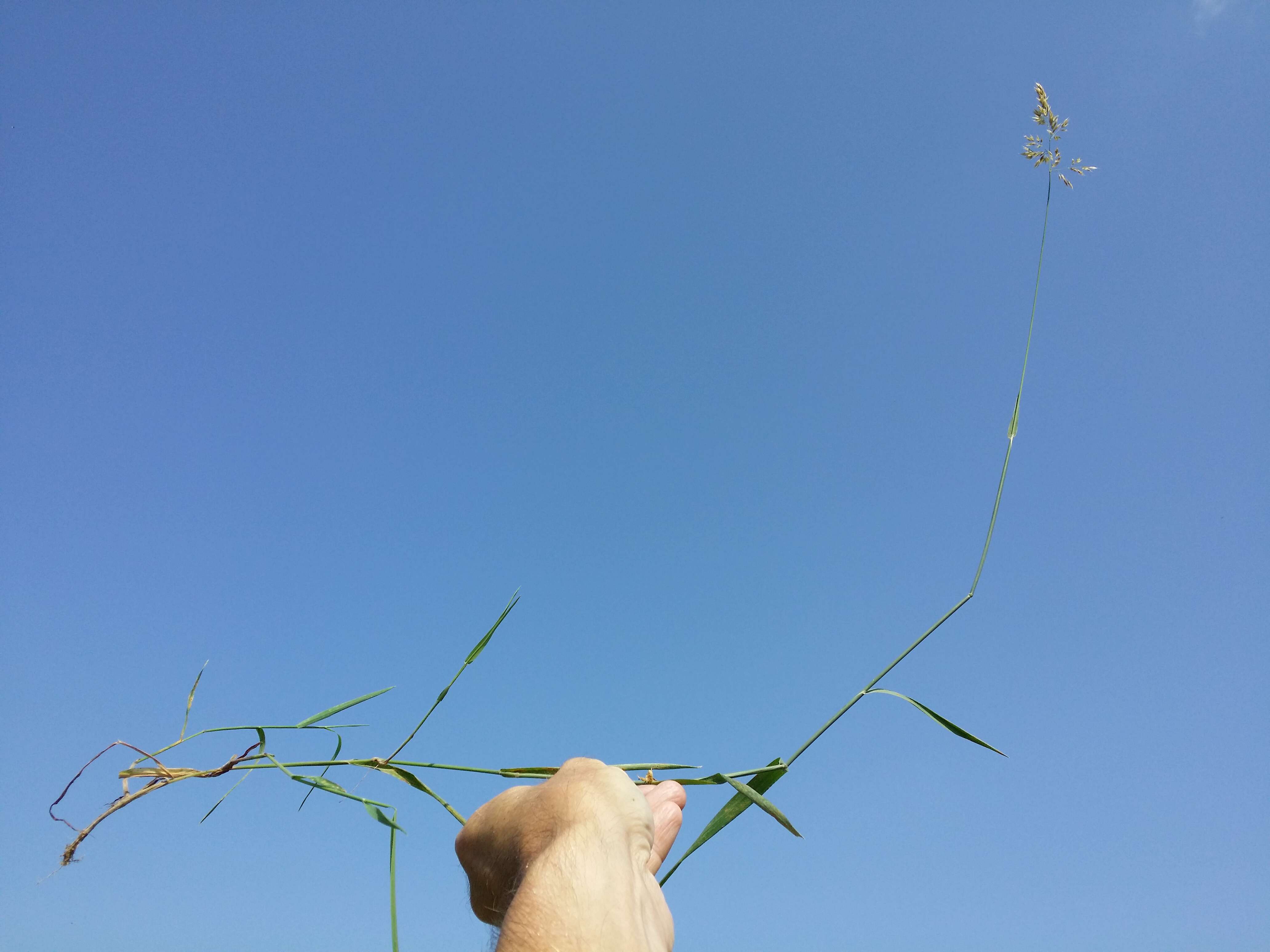 Image of Creeping Soft Grass