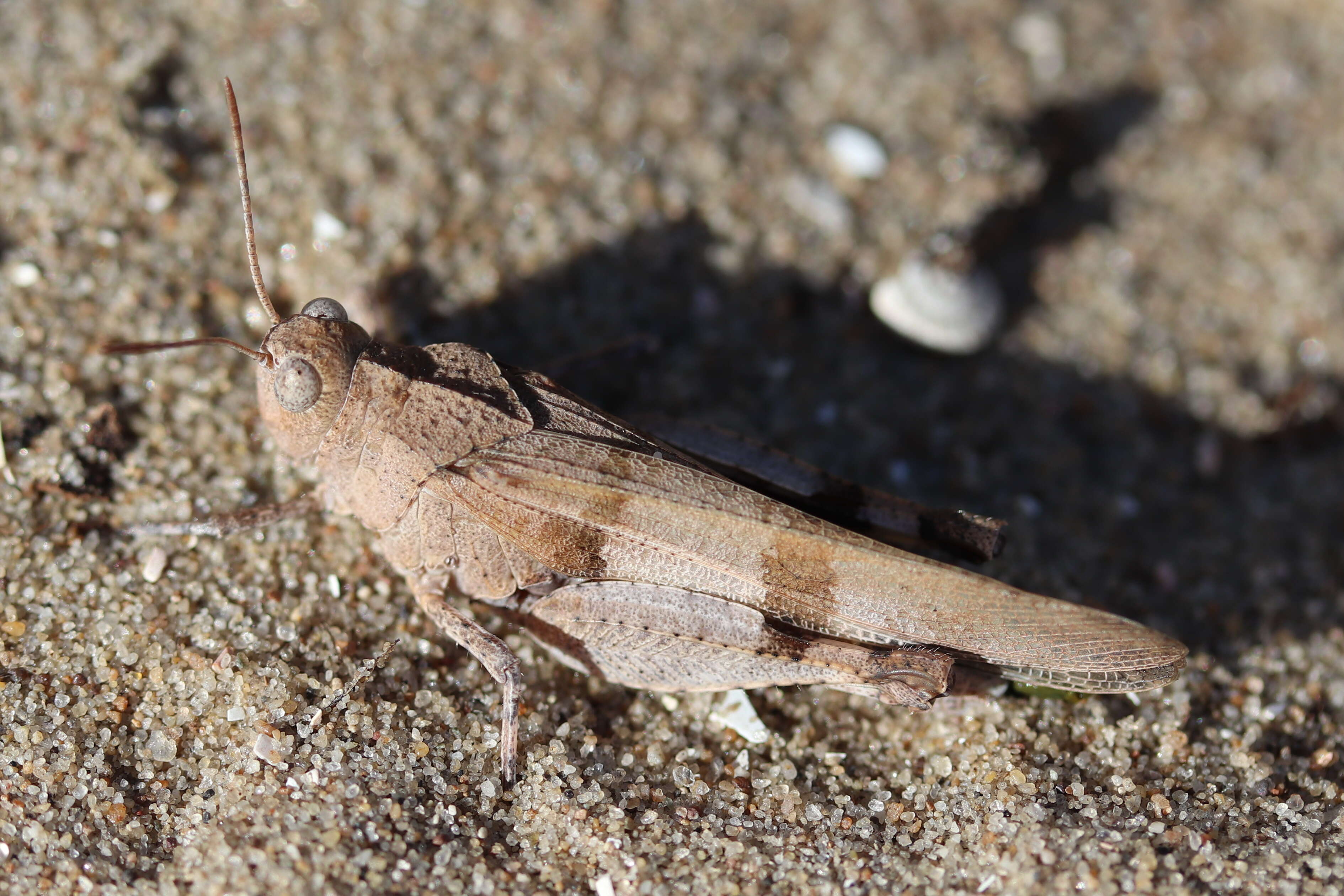 Image of blue-winged grasshopper