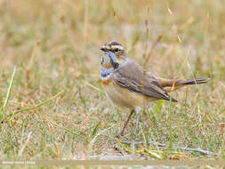 Image of Bluethroat