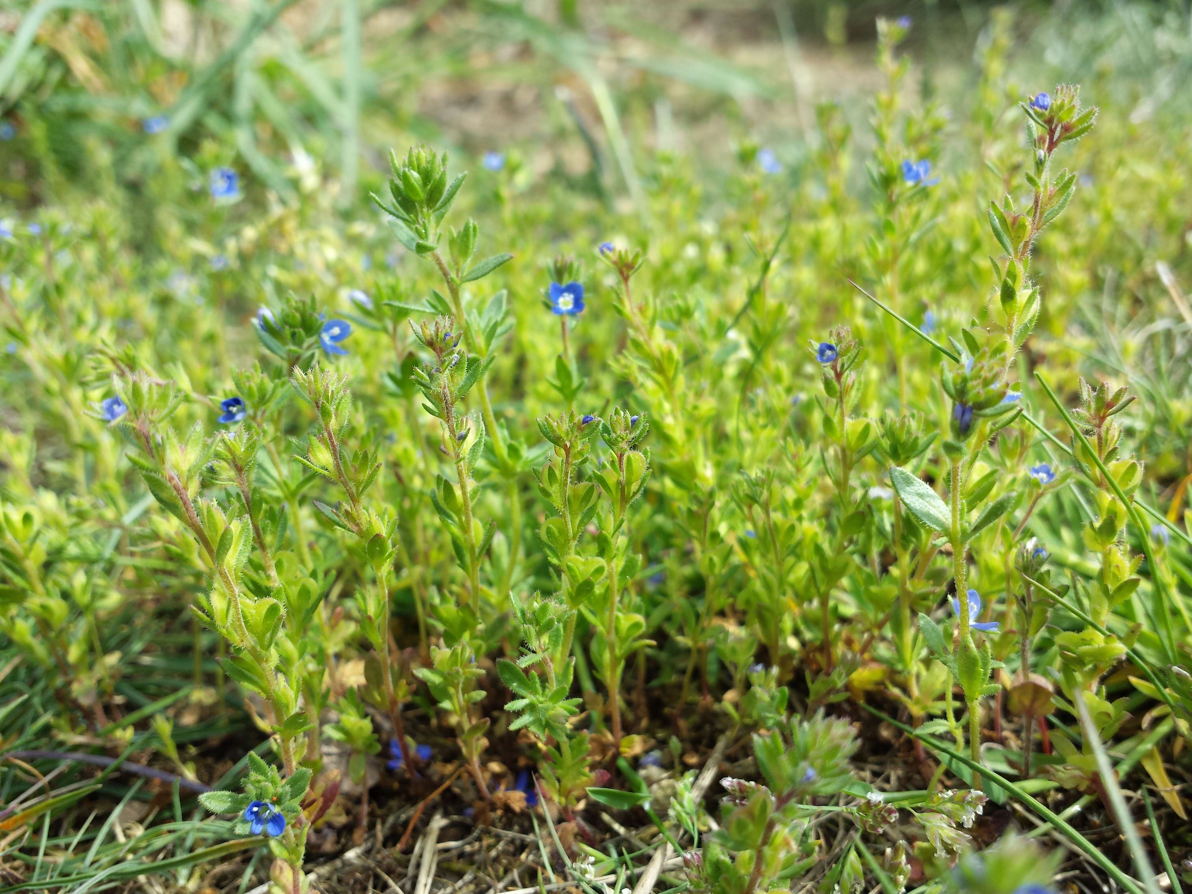 Image of Dillenius' speedwell