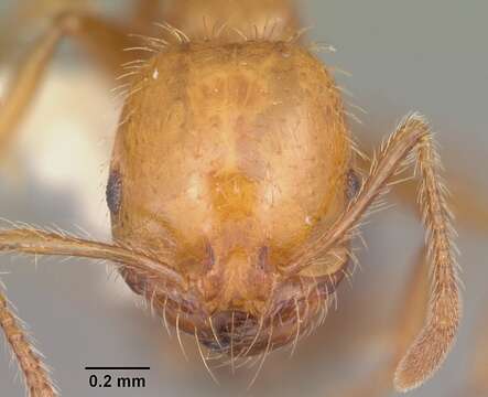 Solenopsis geminata (Fabricius 1804) resmi